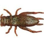 Berkley Gulp Cricket 1' Breen - HookMeUp