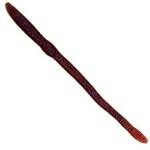 Creme Scoundrel 6' 4ct Plum - HookMeUp