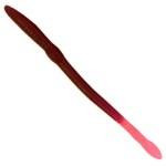 Creme Scoundrel 6' 20ct Purple Fire Tail - HookMeUp
