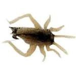 Creme Cricket Small Brown 2 pack - HookMeUp