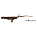 Gene Larew Biffle-O-Lizard 8.5' Pumpkin Seed - HookMeUp