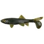 Berkley Havoc Sick Fish 4' 2ct Green Pumpkin - HookMeUp