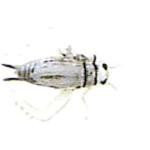 Creme Cricket Small Grey 2ct - HookMeUp